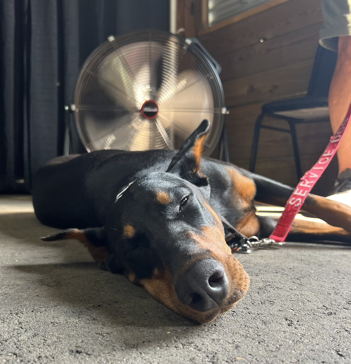 drsteuss's tweet image. It’s a hot one at the @kare11 @mnstatefair barn! Jewel looks like a lot of us feel right now!