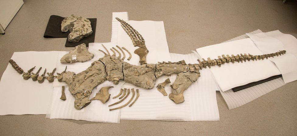 amayor's tweet photo. Jurassic marine reptile fossil bone discovered in ancient Roman burial shows that Romans were some of the #FirstFossilHunters
https://t.co/SuadFQFPDz via @YahooCASports https://t.co/Ov8IAn4Tll