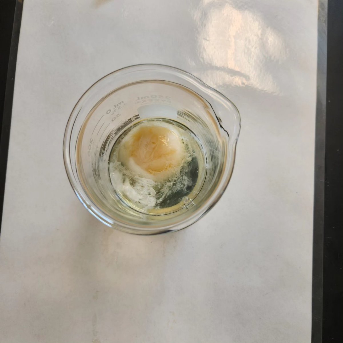 villa_sci's tweet image. These kiddos were totally egg-cited to do this Egg/HCl lab to see the importance of wearing goggles in the lab 🥚🍳

#LabSafety #SamSide #HoustonScience