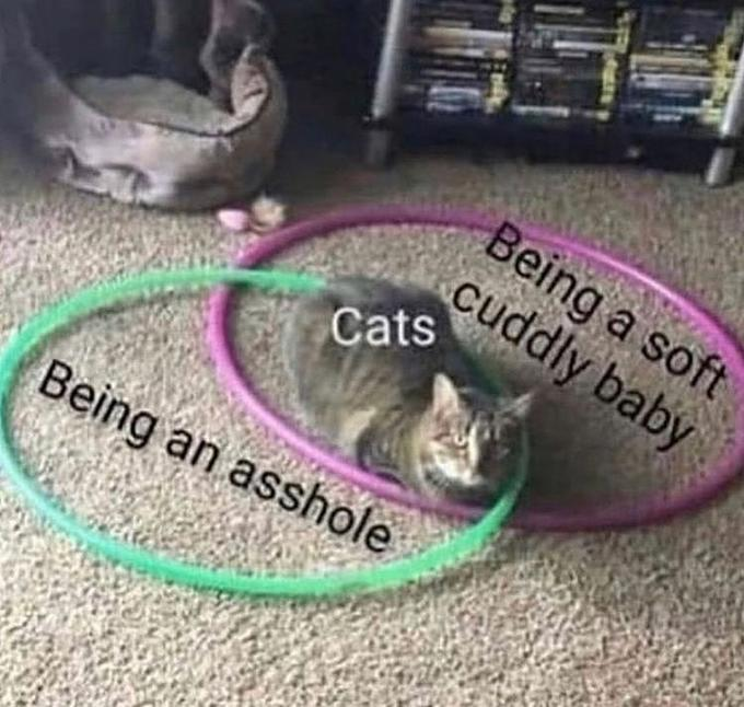 DontShowYourCat's tweet image. I love venn-diagrams