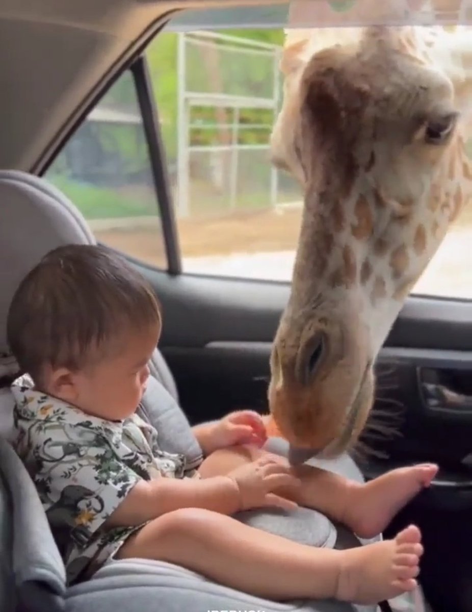 sarfraz_hamna's tweet photo. Why babies are not afraid of anything?
Because they handle everything with their cute little mind in which only love present https://t.co/2sibYzf7Xd