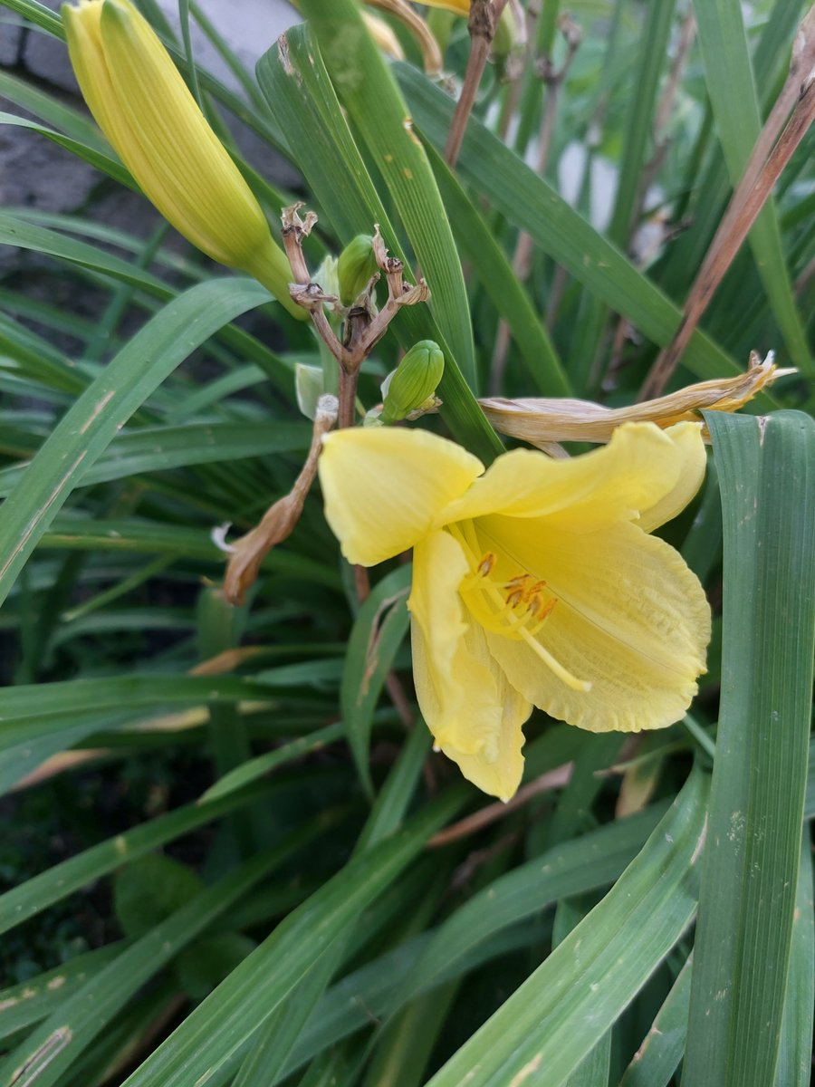 WalkingCalgary's tweet photo. Today's front yard flowers and plants from #DeerRidge
#Calgary #yyc https://t.co/l4YXCoX5D8