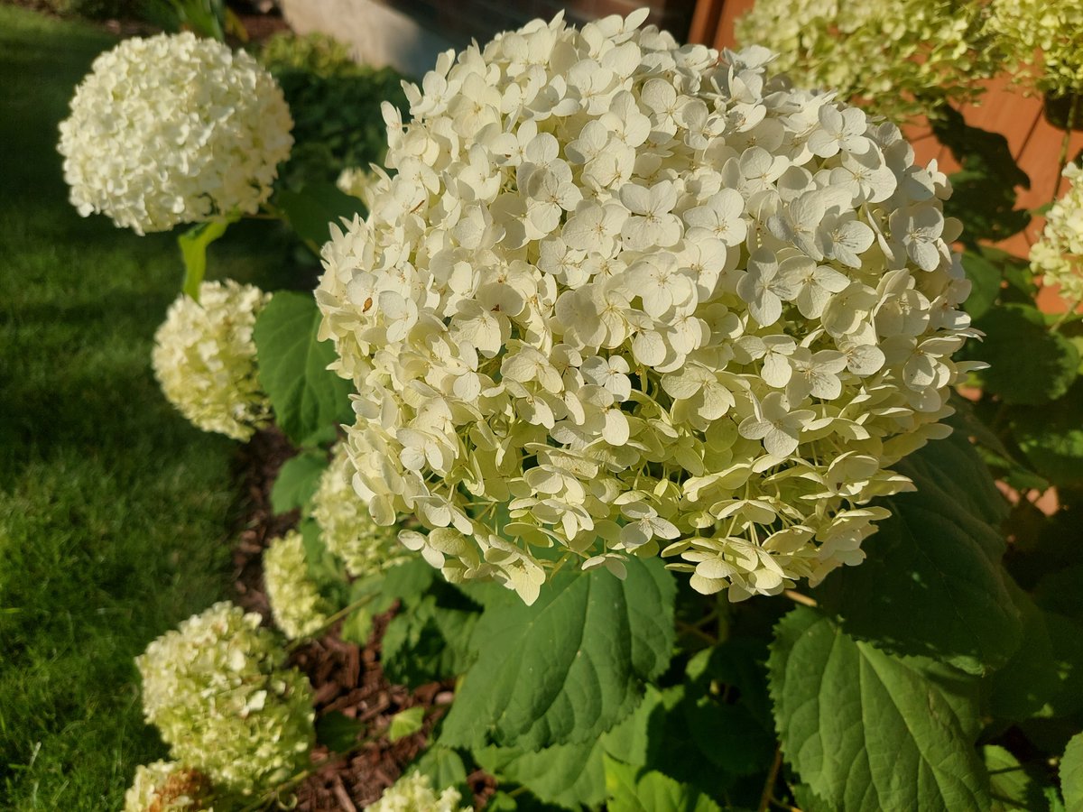 WalkingCalgary's tweet photo. Today's front yard flowers and plants from #DeerRidge
#Calgary #yyc https://t.co/l4YXCoX5D8
