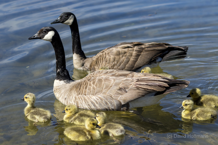 Goslings. #bird #Canadageese #geese #goose #goslings #lake #swimming #water #wildlife #MotherNature #ThePhotoHour #Pictorem pictorem.com/830825/Gosling…