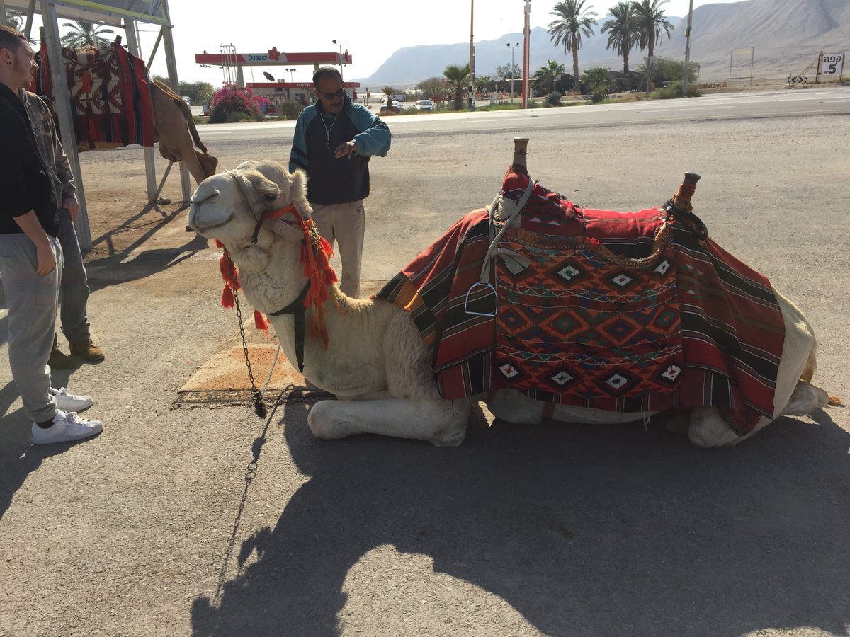 EJM (Missions) in Israel - I Could Not Get On a Camel. #EJMmissions #Israel #CamelAdventures #TravelIsrael #MiddleEastExploration #CulturalImmersion #ExperiencingIsrael #HolyLandJourney #ExploringEJM #EJMIsrael #fyp #trending #viral #eddiejamesmissions