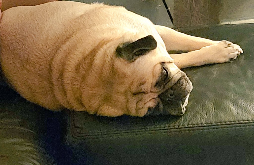 SarahPug12's tweet image. #MondayMotivation #NotSoMuch  #Orange #BoyBoy