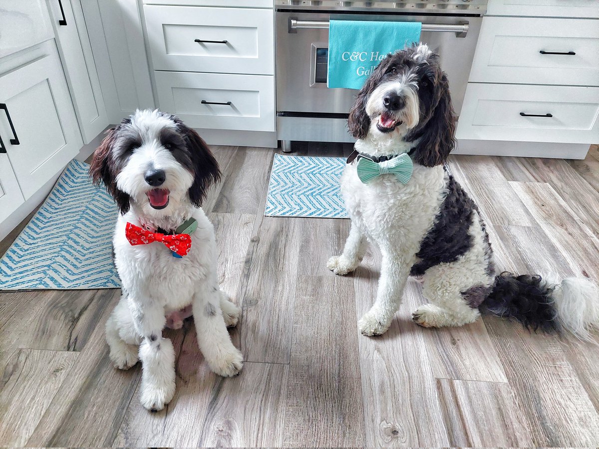 Today is #NationalBowTieDay, and we have an outfit for that! 😊 #dogsoftwitter