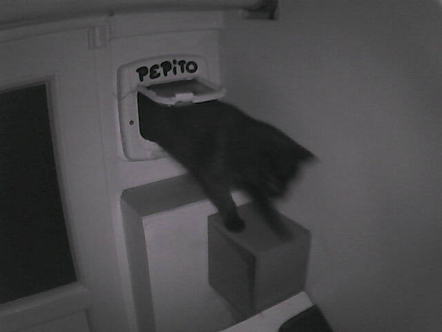 PepitoTheCat's tweet image. Pépito is back home (00:15:03)