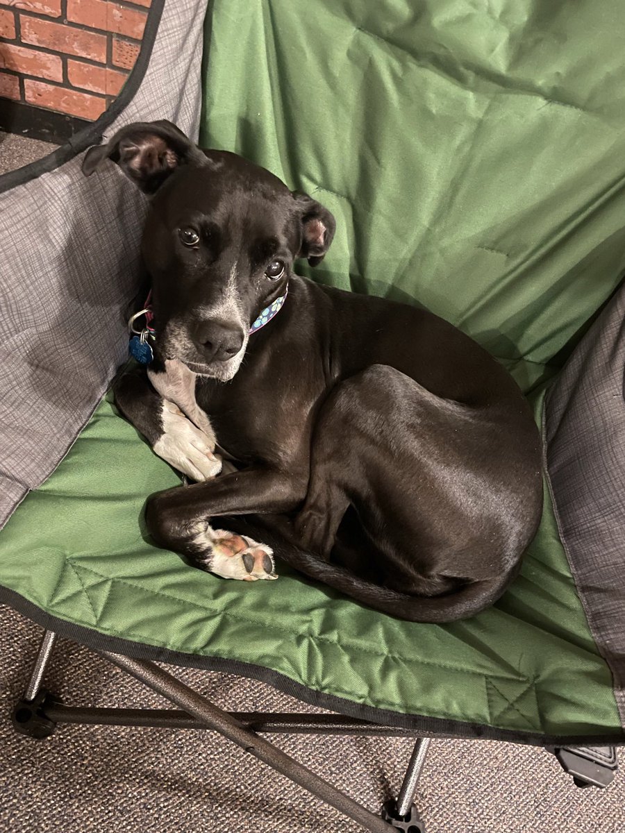 SheaBruce16's tweet photo. TW// pet death

Our family dog was attacked and killed by another dog this weekend and I am so beyond heartbroken about it. Rest in peace, sweet Minnie. https://t.co/uTVDm7oJKu