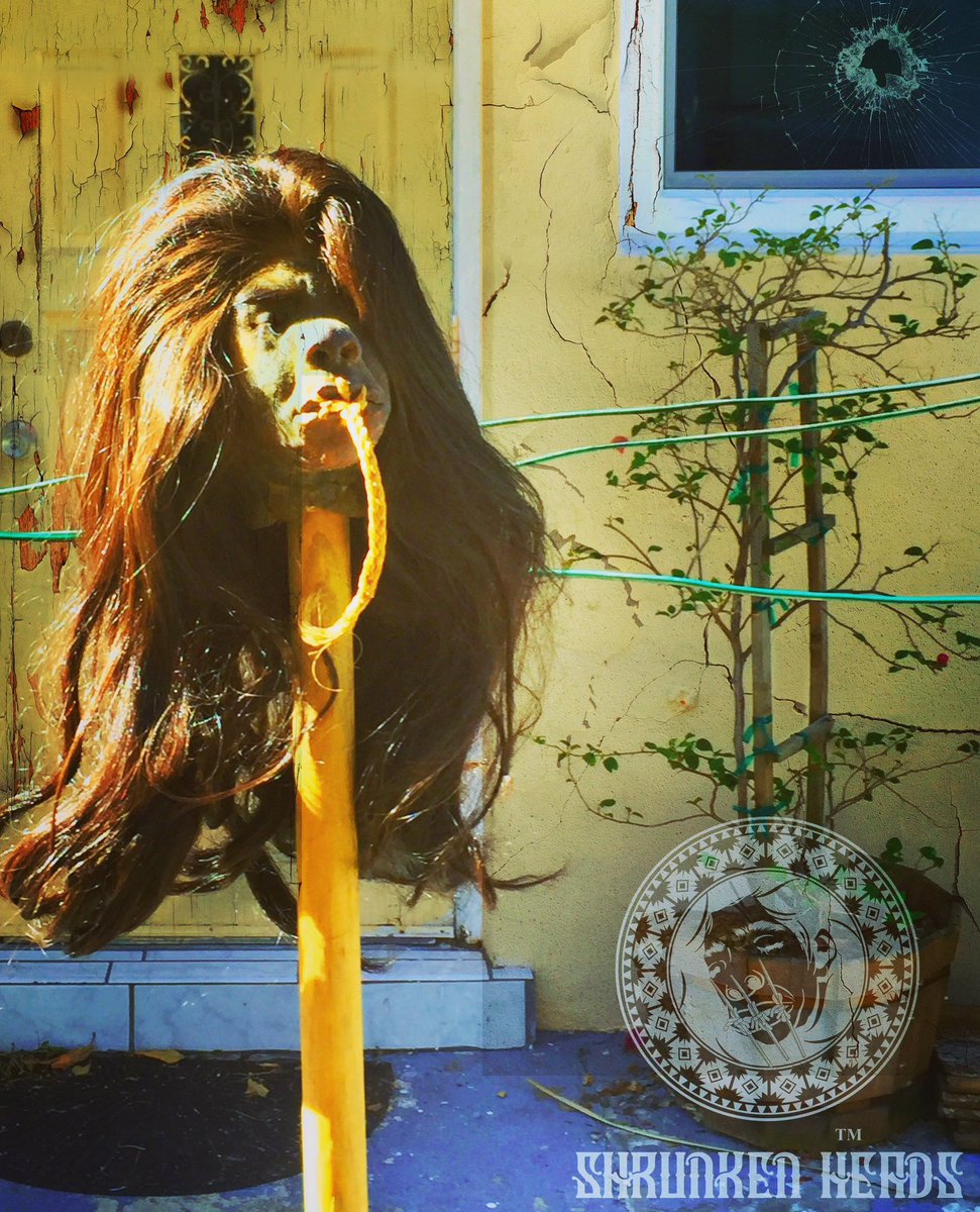 Real Shrunken Heads Oddities & Curiosities (@RealOddities) / Posts / X