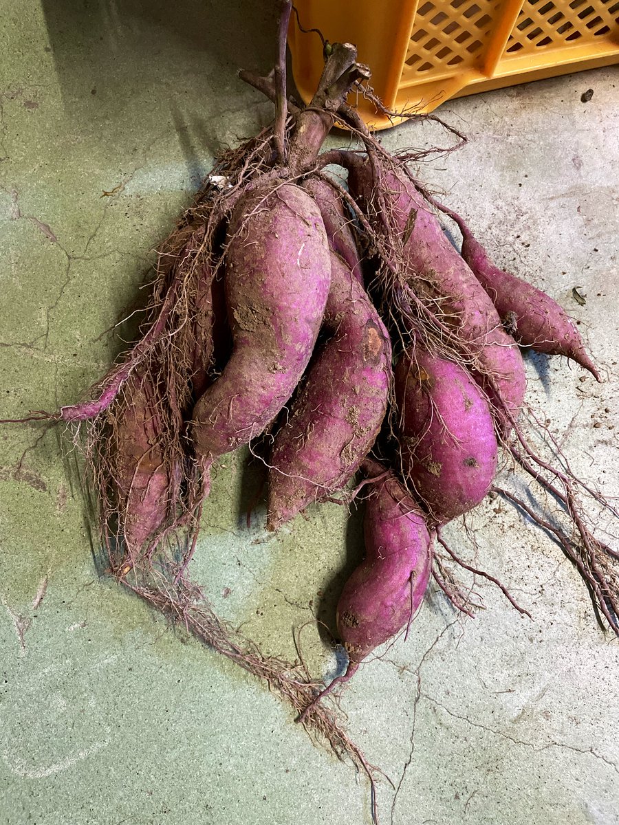「わんちゃんの散歩をしてると採れたての野菜を貰うことがあって、今日は掘りたてのさつ」|クロナのイラスト