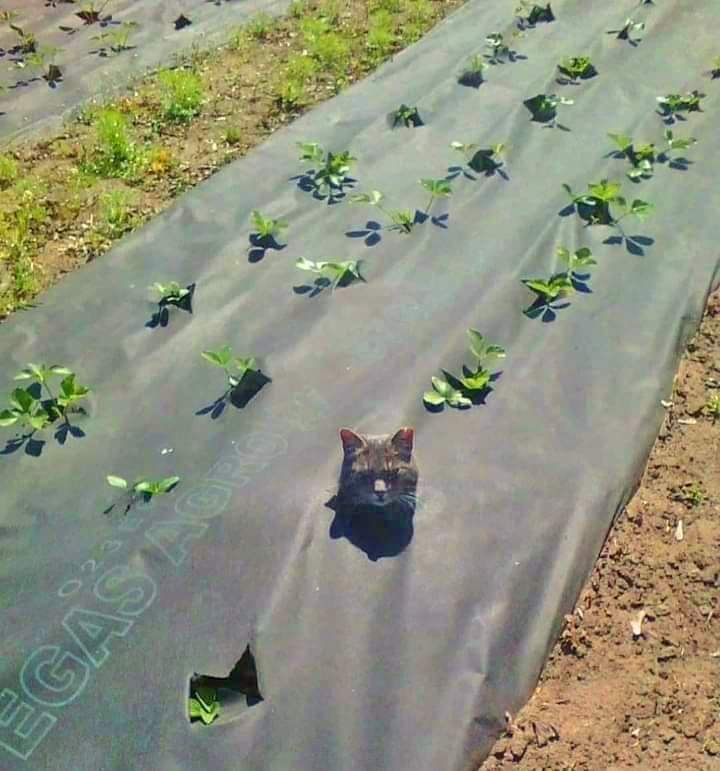 CATBRAINCELL's tweet photo. The crops are growing nicely this year https://t.co/NNpM5jC7pD