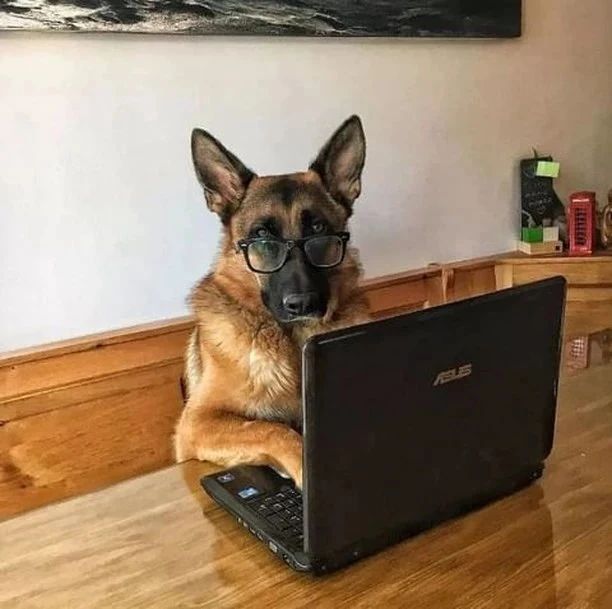 Working day in the office 😉

Don't forget to follow our page 🤘😘❤️

Credit : alefranz_kim.gsd

#germanshepherdlovers #gsddog #thegermanshepherdworld #gsdforlife #germanshepherdcentral #germanshepherddog #gsdlove #germanshepherdpuppy #dogsofinstagra #cutedogs #gsdloverstagram