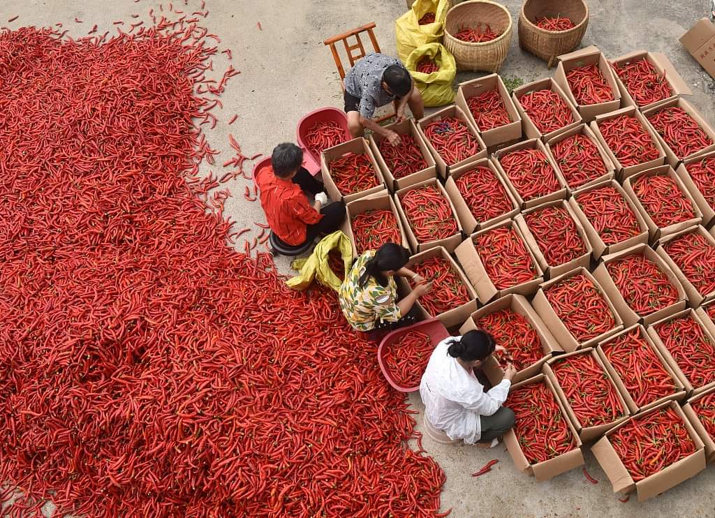 chiles_red's tweet photo. "Spicing things up in the kitchen with some fiery red dry chillies! 🔥🌶️ #FoodieAdventures #HeatWaveInTheKitchen" https://t.co/JQsDylVDFc