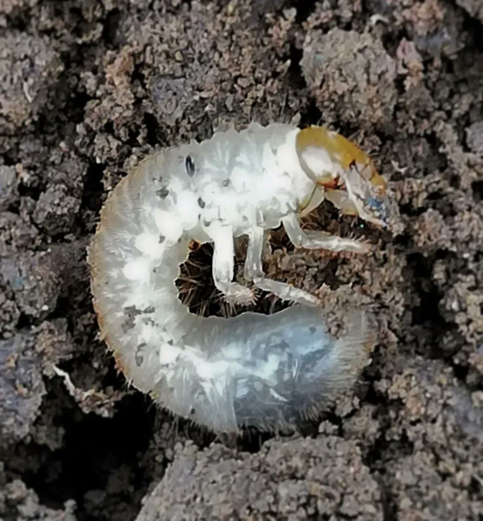mwlr_nz's tweet photo. C = Common Grass Grubs
These grubs might be small (8-10mm), but they're a big problem.
If you struggle with patchy lawns, it could be because of these guys. They love to sit beneath soil and snack on the roots of plants vital to pasture growth.
#MWLRabc #NativePest #GrassGrub https://t.co/Rz3npVkQdI