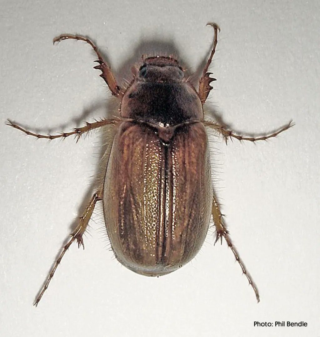 mwlr_nz's tweet photo. C = Common Grass Grubs
These grubs might be small (8-10mm), but they're a big problem.
If you struggle with patchy lawns, it could be because of these guys. They love to sit beneath soil and snack on the roots of plants vital to pasture growth.
#MWLRabc #NativePest #GrassGrub https://t.co/Rz3npVkQdI