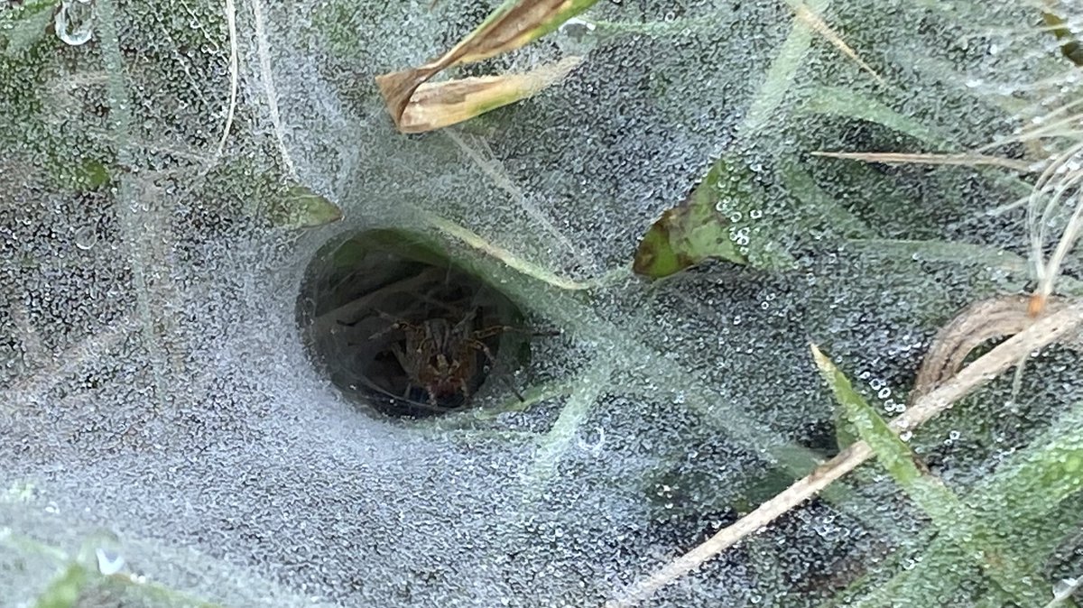 I Found a super cool labyrinth spider 🕷️ outside at work! Its scientific name is Agelena labyrinthica. Fun fact: these spiders crank 90's and build intricate labyrinths in their webs to catch prey. They're like little spider architects! #seek #inaturalist