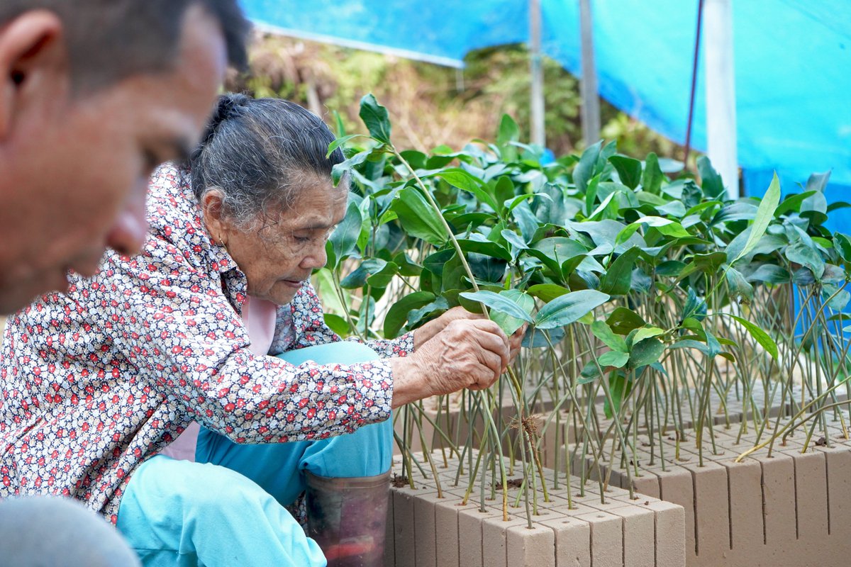 fcolombiaenpaz's tweet photo. Chiquinquirá, junto a su hijo Noelí, trabajan en el vivero de la Planta Comunitaria de transformación de Alimentos “Copoazú” de AGROSOLIDARIA en Florencia (Caquetá), beneficiarios de uno de los proyectos de fortalecimiento del @fcolombiaenpaz a través de @Col_Sostenible1. https://t.co/v7Cv4UjDKv