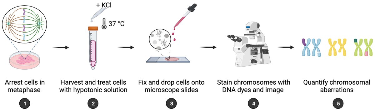 bioprotocolbyte's tweet photo. 🧬 A simple method for obtaining well-spread chromosomes from mammalian cells for the analysis of #chromosomal aberrations: https://t.co/4aich23xVC
@ipaniaguac and @jacqjacobs1 #DNArepair https://t.co/EaN9elP6xD
