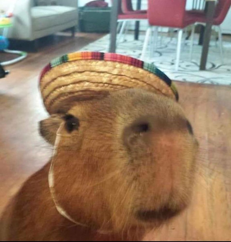 CAPYBARA_MAN's tweet photo. hola https://t.co/fiqQxKbCMc