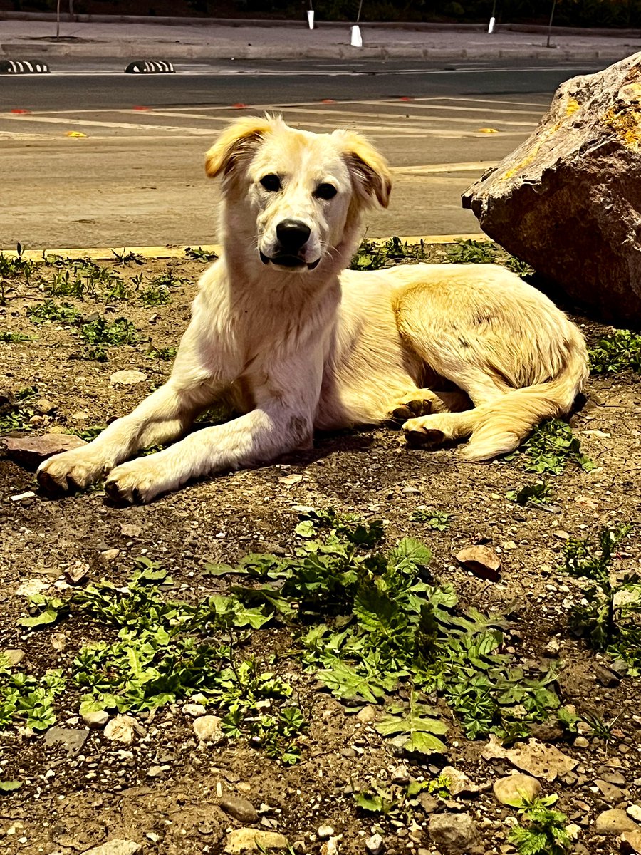 carolinapinoc's tweet photo. Chicos urgente hogar temporal o definitivo para perrita recién abandonada, #Colina es adorable, muy sociable y cariñosa! Whatsaap +56987685580 https://t.co/LfKnRJPOs8