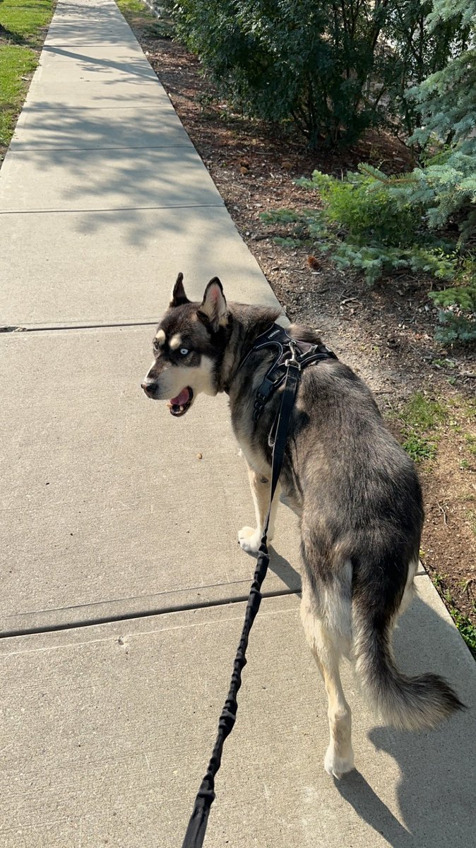 iWillLiftovers's tweet photo. The Walker V The Walkies #Doggo #DoggoDad #ThunderWatch
Show me them pet family everyone I need pet pics
#Liftovers https://t.co/SGBZSfMeDD