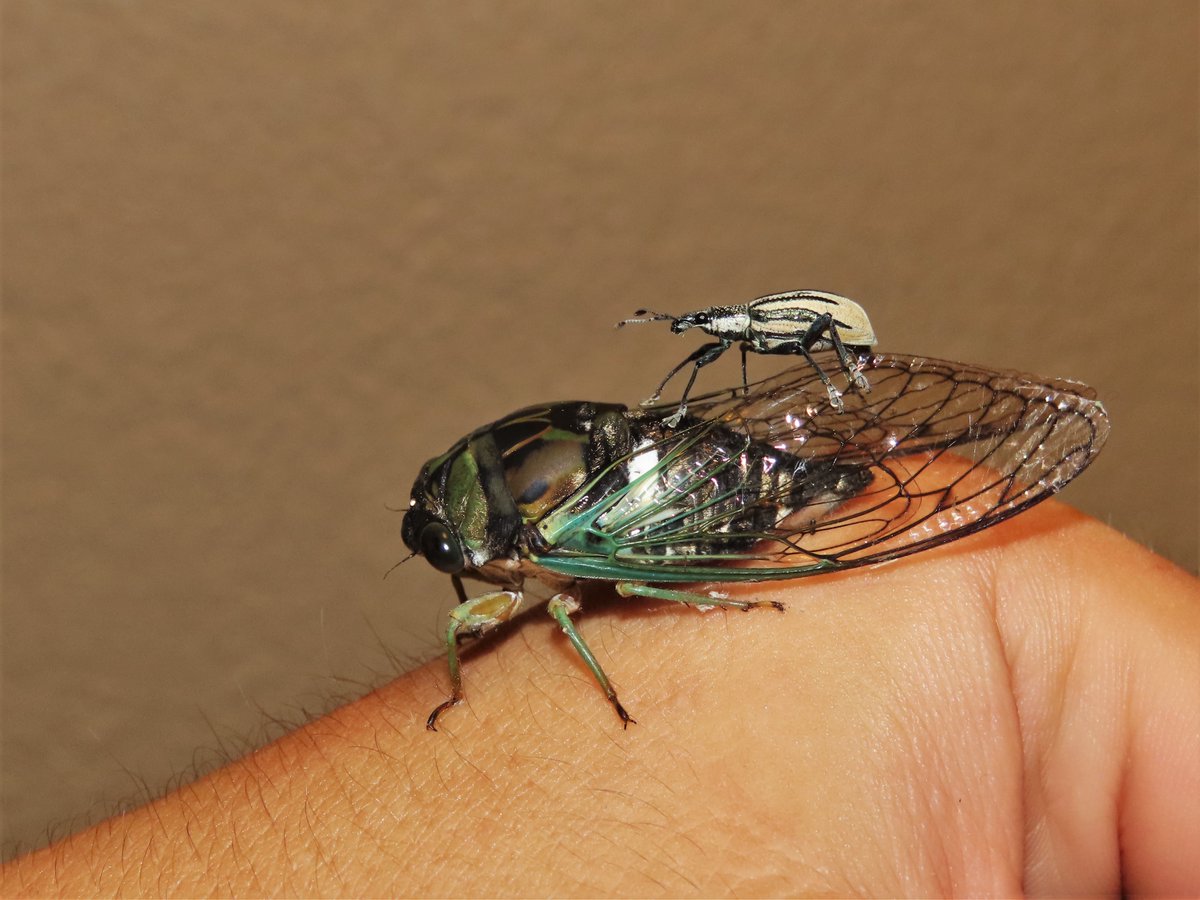 double bugged up on a monday night (Neotibicen tibicen, Diaprepes abbreviatus)