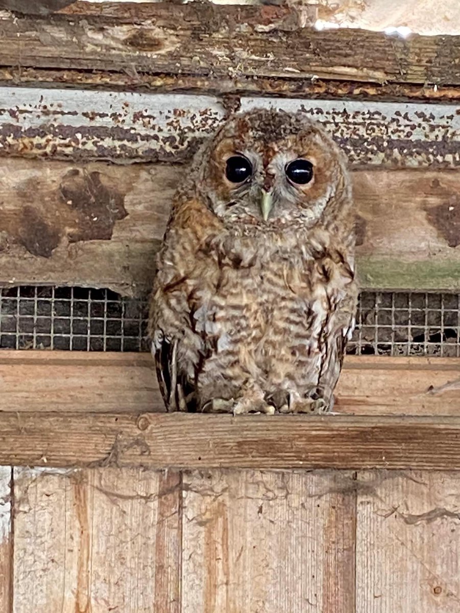 Meet Luna the Tawny Owl. He’s staying with us after being rescued by friends of ours. Ready for release, hopefully he’ll stick around after 🤞🦉 #tawnyowl #nature #naturephotography #wildlife #wildlifephotography #lakes #holiday #summer #owls #marshlandslakesidenatureretreat