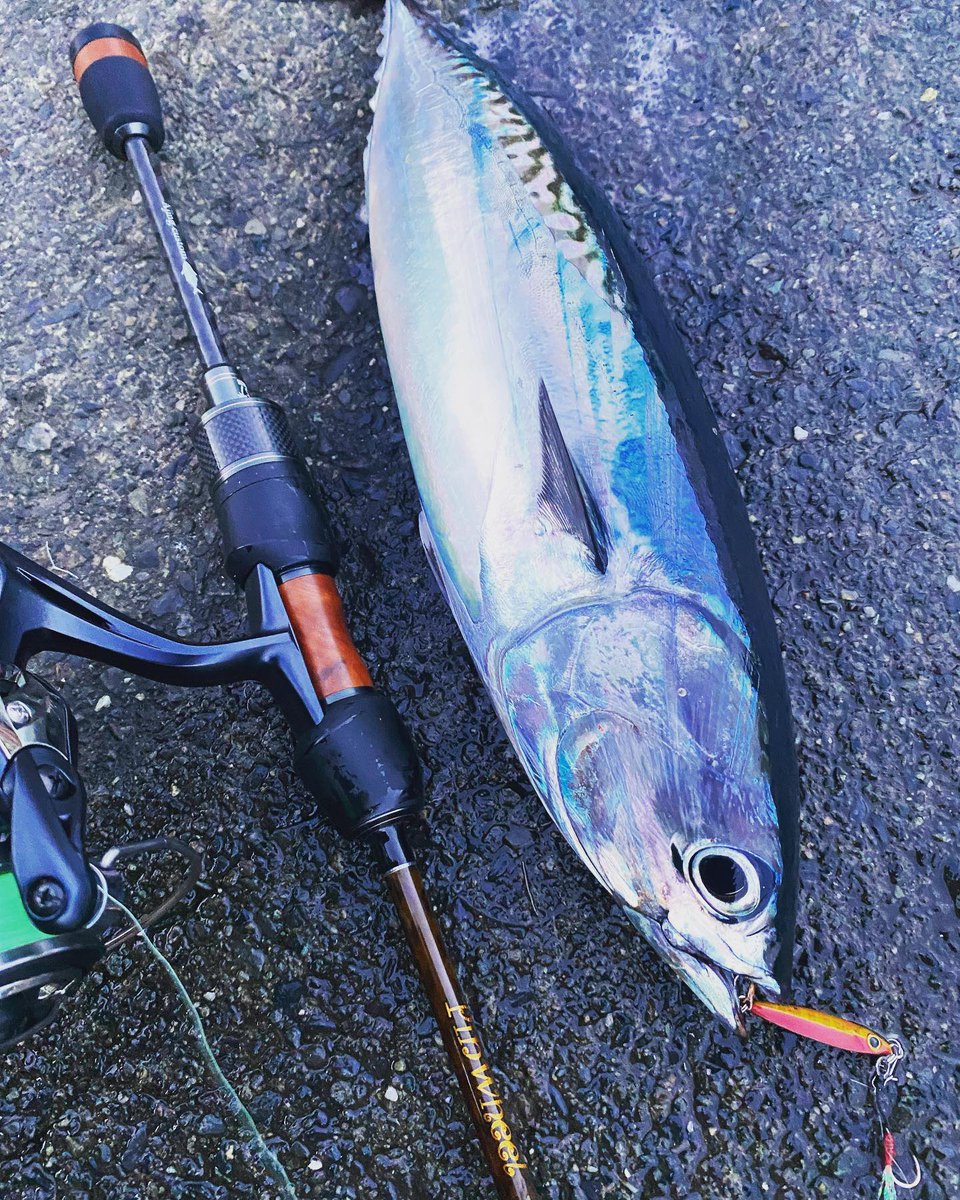 palms_global's tweet photo. Super Light Shore Jigging with Miniature Dax in Japan 🇯🇵
Rod: Pinwheel 56UL
Lure: Miniature Dax 3g Red n gold color(H-98)
#palmsfishing #shorejigging #lightgame #lightgamefishing #microjigging #microjig @palms_japan https://t.co/3iC5RC01tl