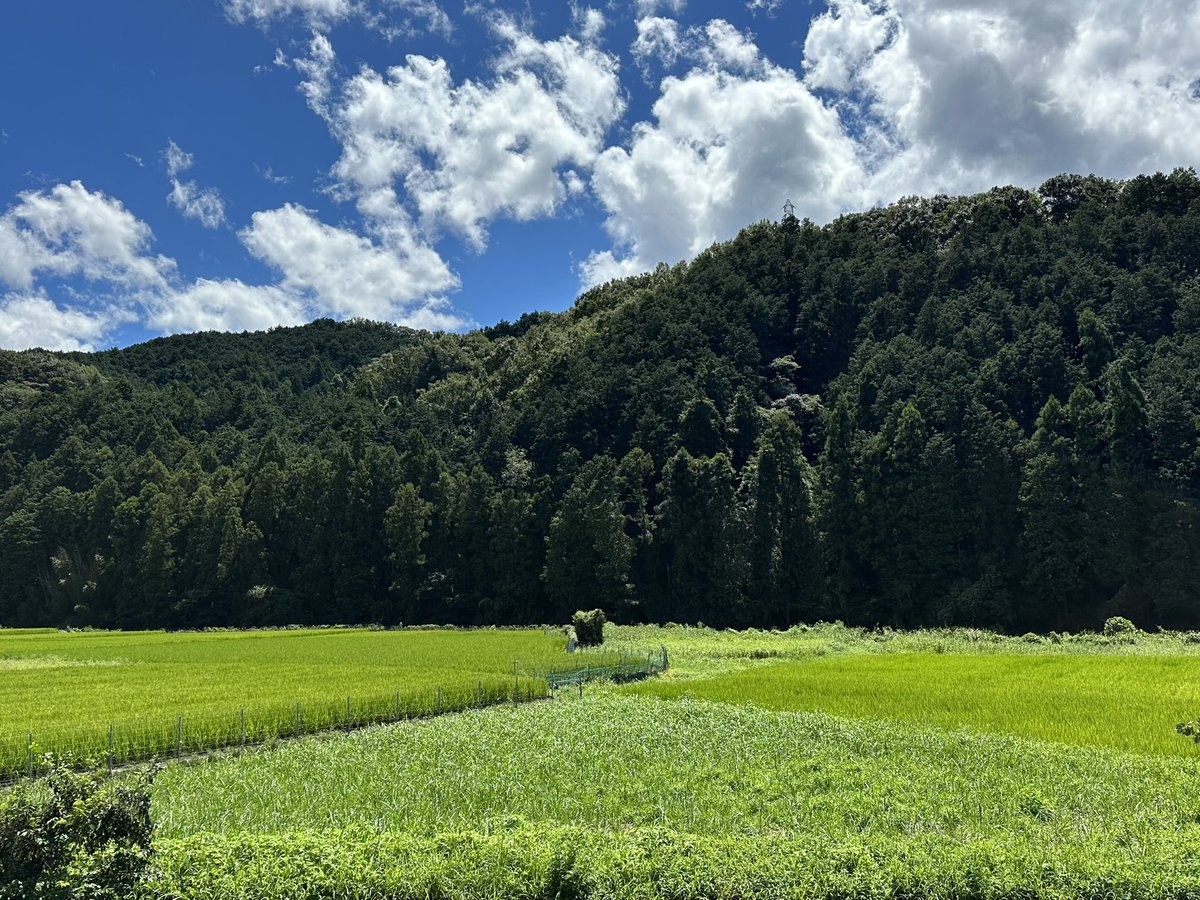 kawataru_j's tweet image. 奈良散策 -^-^ *･.° 🌱🌾

#BeHappy #ricefield #ricepaddy #landscape #photography #landscapephotography #nature #naturelovers #environment #Nara #Japan #猛暑 #田んぼ #田園 #熱中症 #水分補給 #自然 #環境 #風景 #風景写真 #写真好きな人と繋がりたい #奈良県