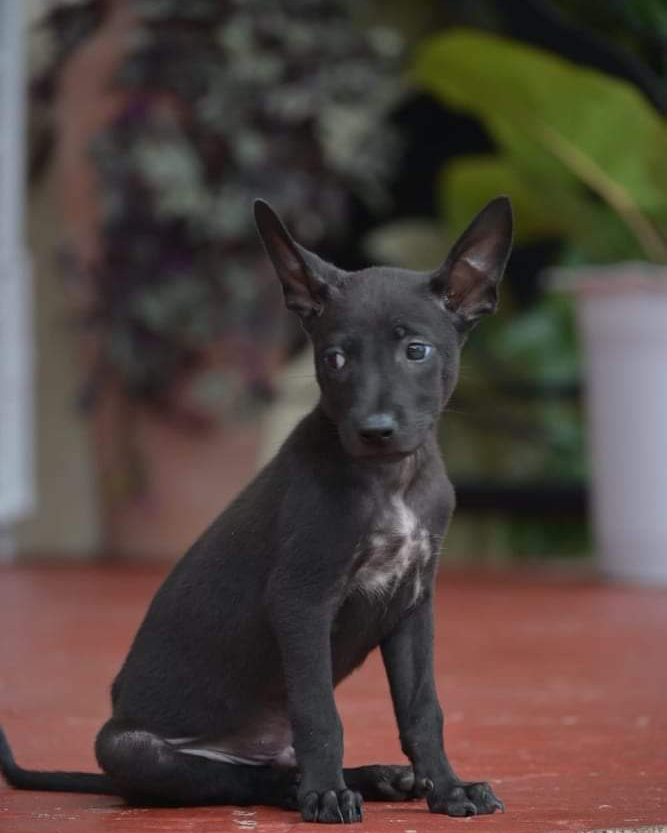 Adopt a dog today!
If you'd like to adopt Bailey.
Message our inbox!