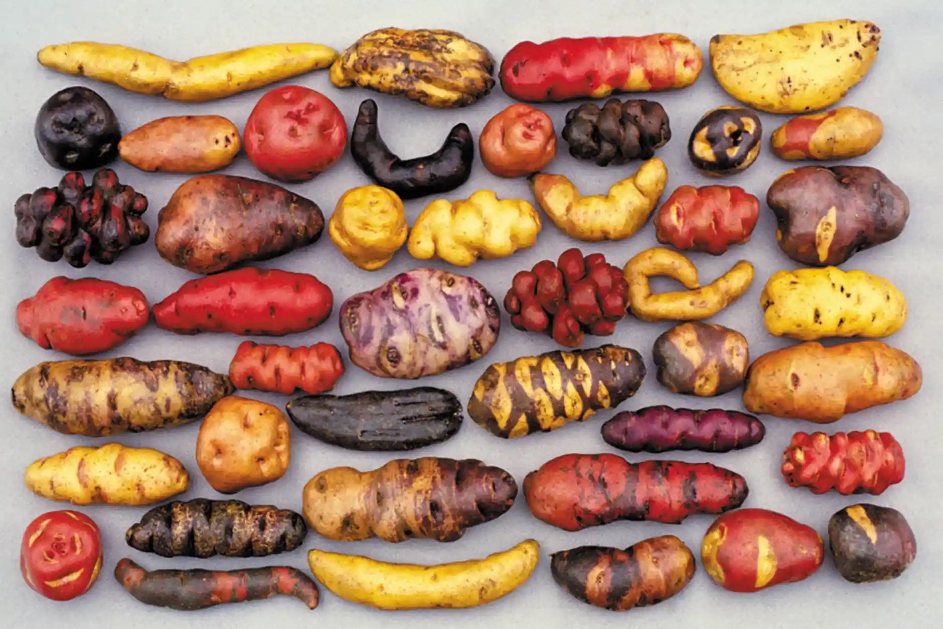 different potato varieties