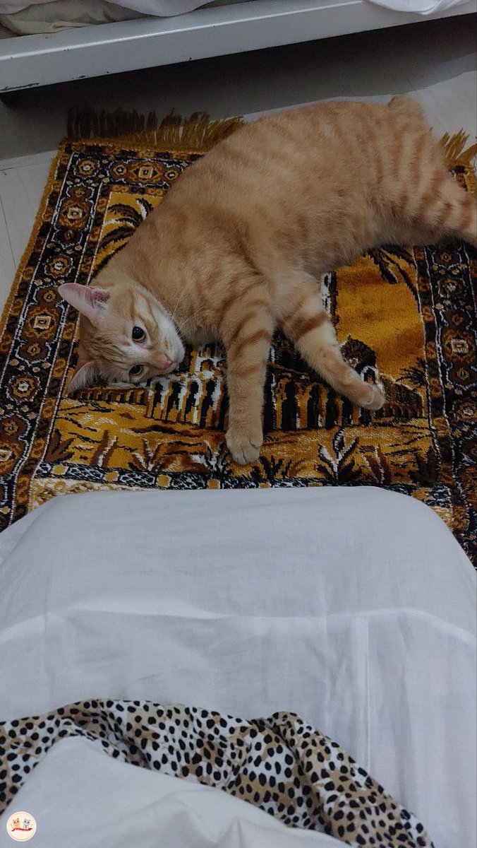 kochengfs's tweet photo. kcg! Terkadang syaiton menjelma jd makhluk berbulu, lalu mengganggu orang. Contohnya spti ini https://t.co/KmH72sTuVi