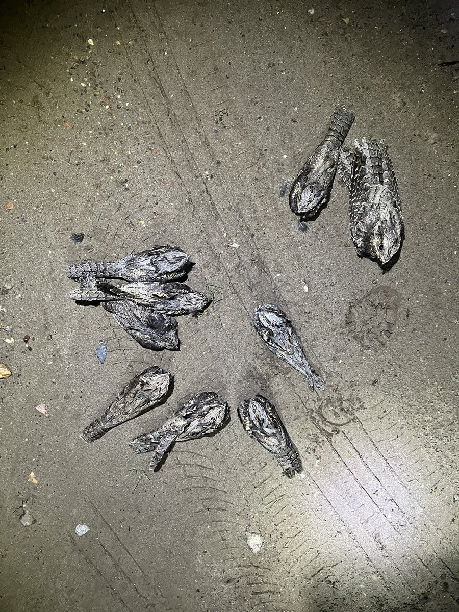 Ruben Evens tweet media