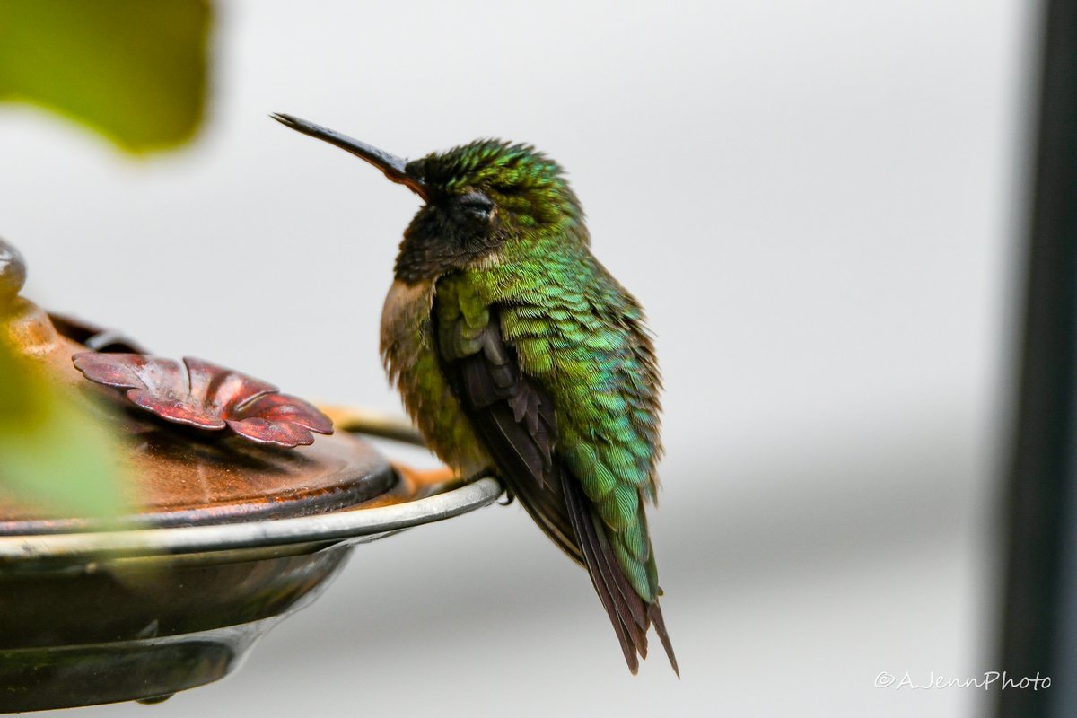 SimplyMeAshlee_'s tweet photo. #photography #dailyphoto #GoodVibesOnly #ajennphoto #ISuckAtTwitter #ISuckAtX #Nikon #nikonphotography #Hummingbird #birding https://t.co/JF2IeTe8Jv