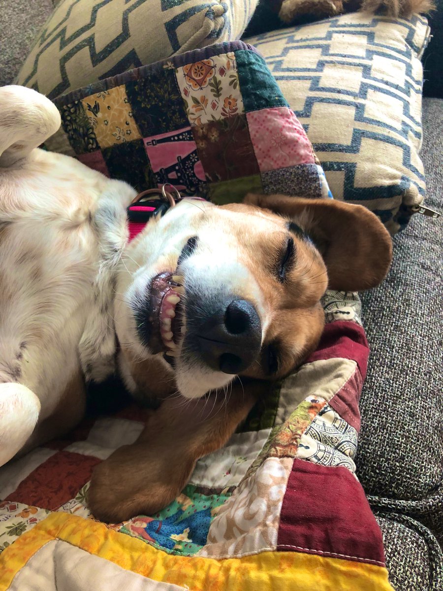 BeesonPam's tweet photo. @Phil_Sledge This is Jessie shortly after she came to live with us - showing her teeth in fun! https://t.co/9o7FYqOVLT