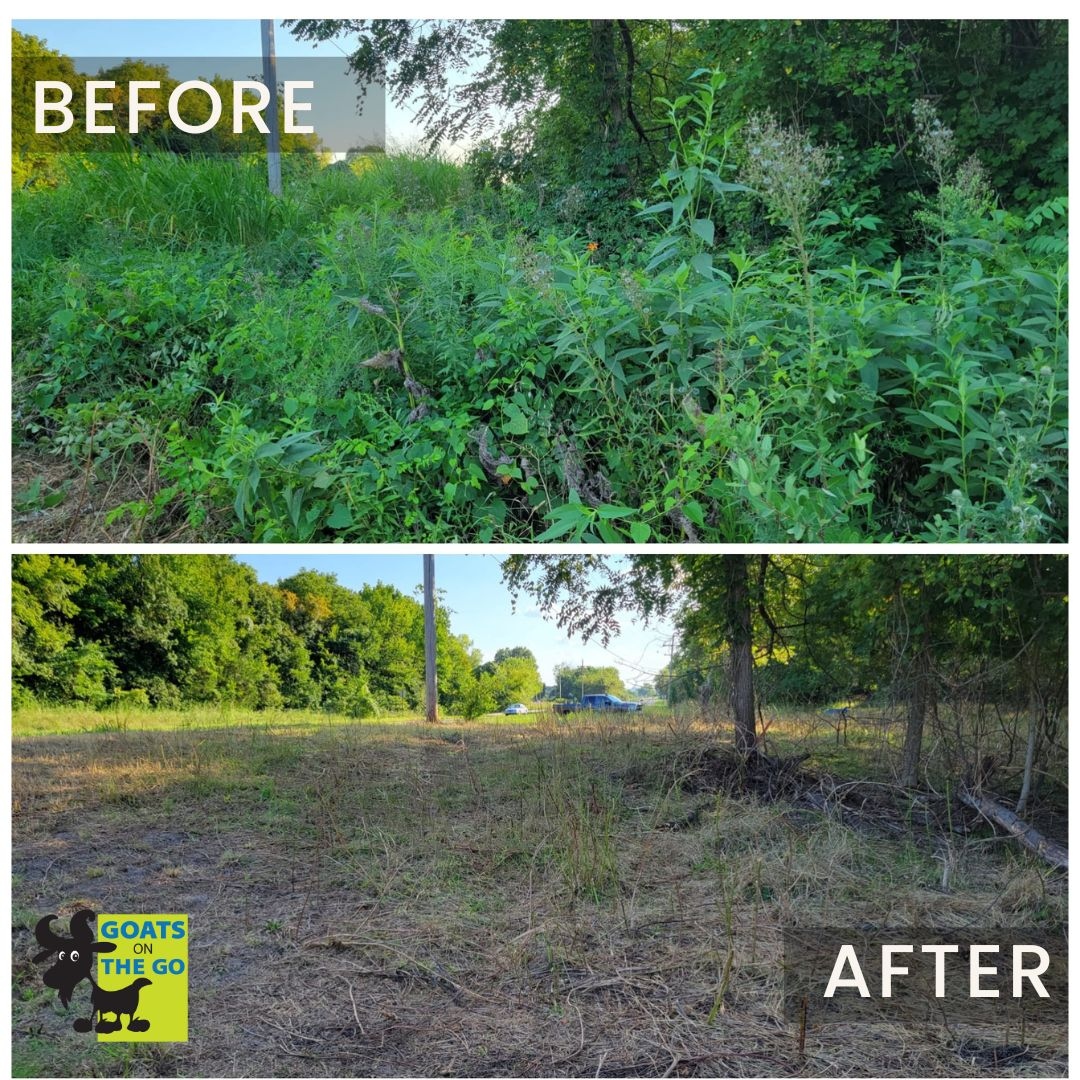 Swap machines for goats and watch your land transform into a natural masterpiece! 🚜🌿

Thanks to Goats On The Go® Lawrence KC for this awesome before and after! 

Find an affiliate near you by visiting l8r.it/Dfy3.

#goatgrazing #targetedgrazing #goats #goatsonthego