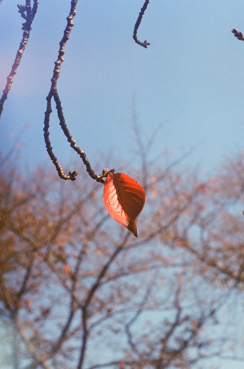 fxxkey's tweet photo. Red on 35mm film. https://t.co/SUkFvPUS1u