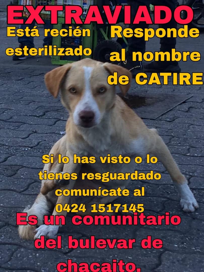 PerroUsuario Wof '•' tweet media