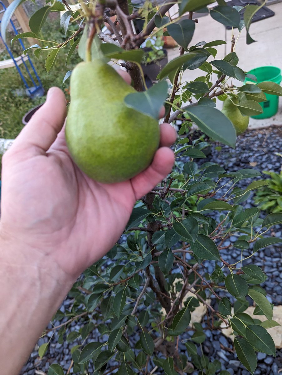 MichaelStinaff's tweet photo. My pear tree's first pair of pears! https://t.co/L9Rguk2iB5