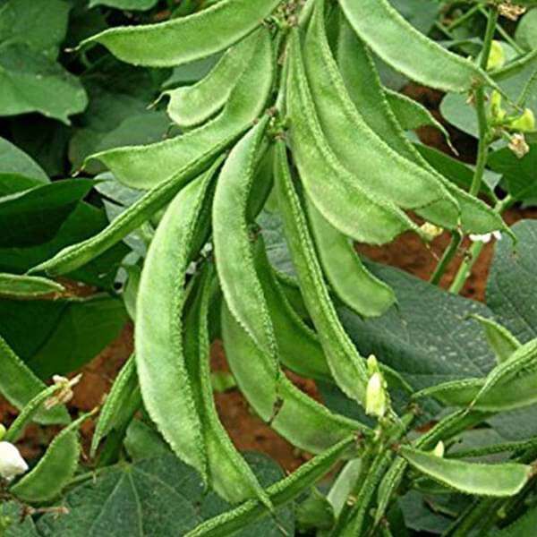 nurserylive's tweet photo. Sem Phali Desi Seeds: Cultivate nutritious Sem Phali (Lablab Beans) with our desi seeds.
Checkout:https://t.co/vmmqkoNU2s
#buyplantsonline #nurserylive #onlinenursery #SemPhaliDesiSeeds #LablabBeans #IndianVegetables #TraditionalCuisine #HomegrownFood #HealthyHarvest https://t.co/JLC3yCTic4