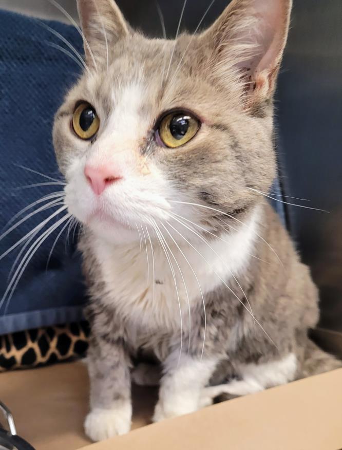 PetfindToronto's tweet image. #MARTINGROVE RD #RATHBURN Pls RT2unite #FOUND #CAT- 26-Aug-23 #Toronto Animal Services A957906 #WEST 416-338-6271 GREY TABBY/WHT DMH M/8Yr