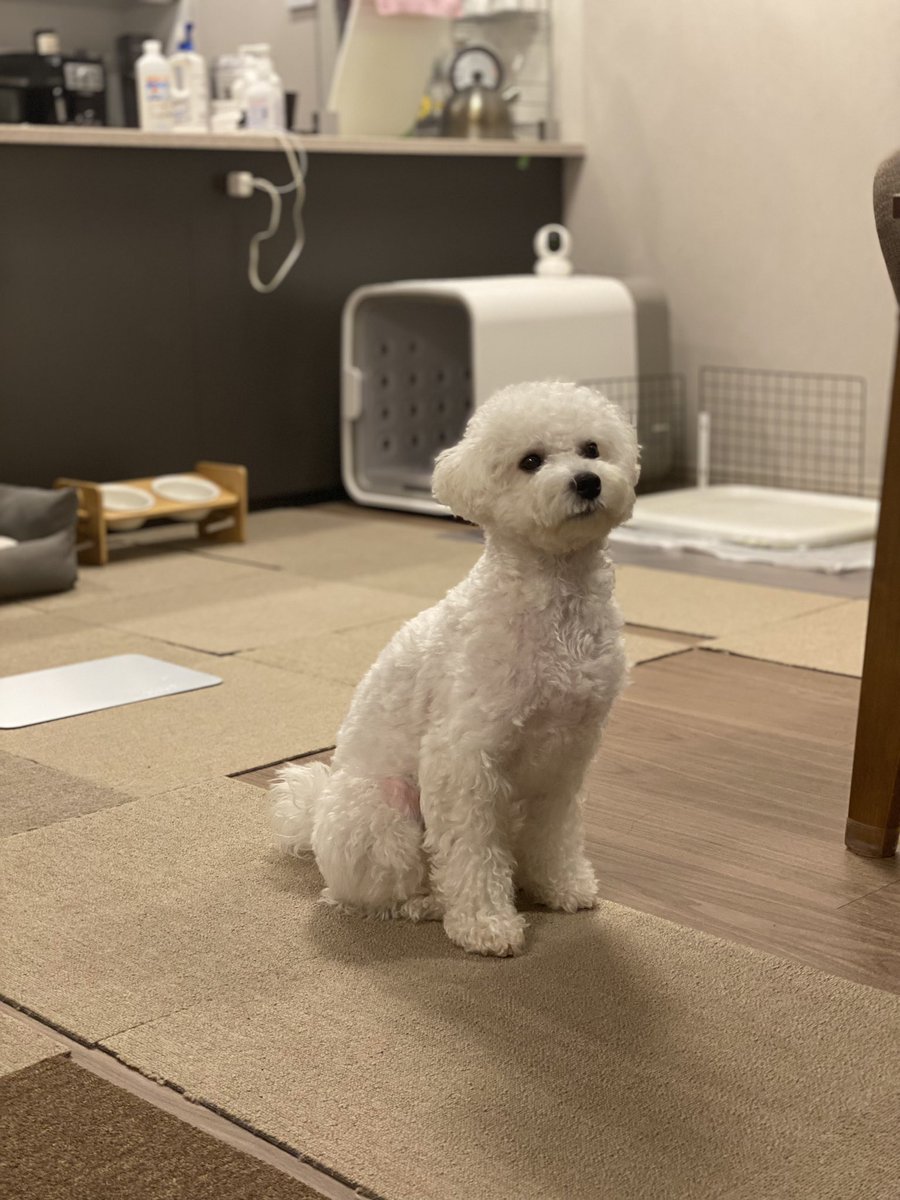 行儀良く座ってるように見えますが机の上にある靴下を狙ってます