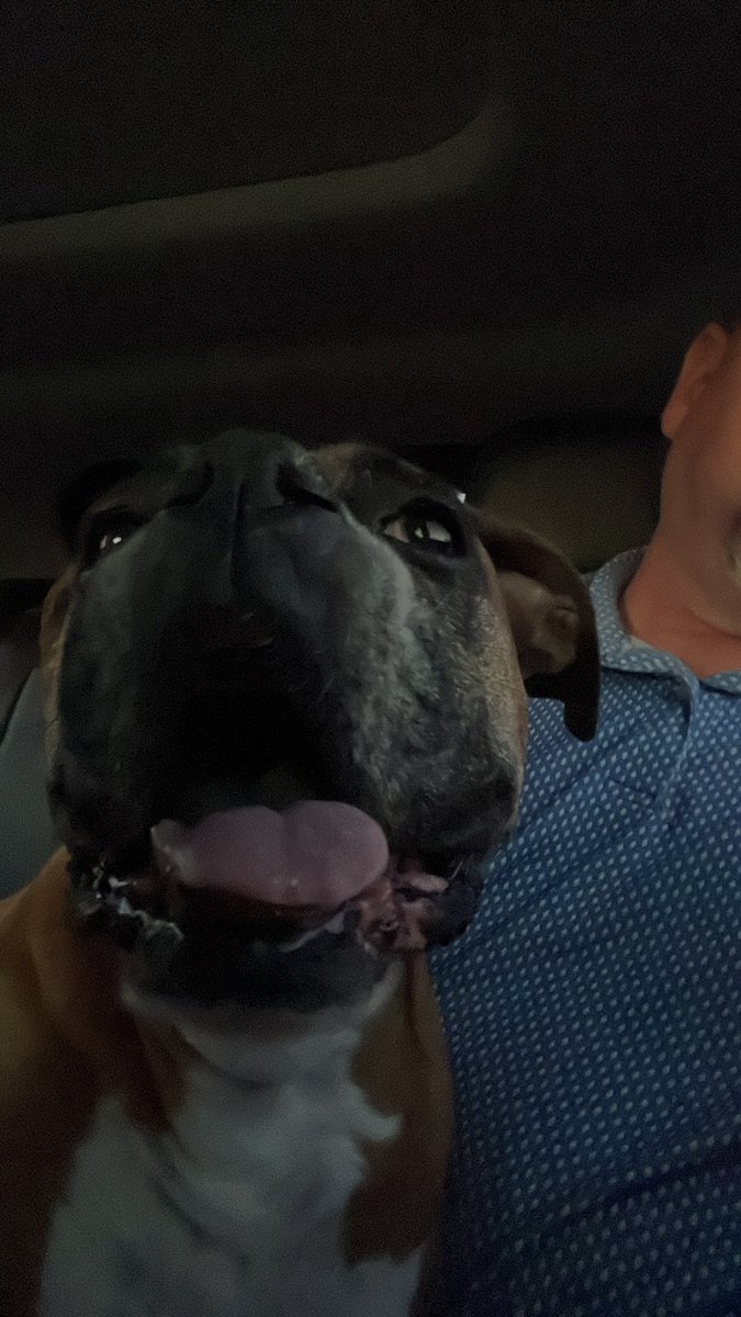 On my way to the doggie ER for the third time! Prayers for me and my sis Z. My right back leg I can’t feel.