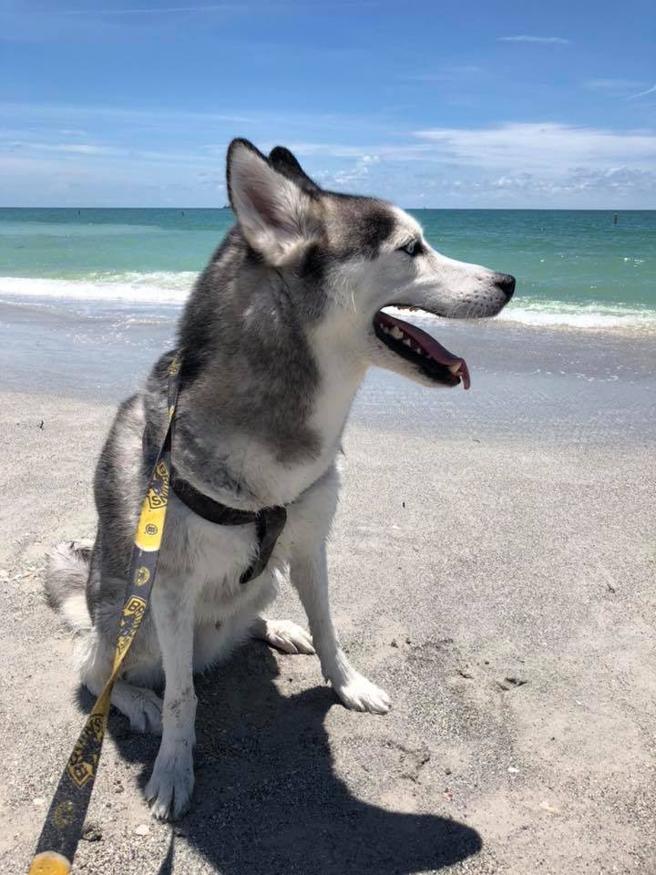Manager93205196's tweet photo. @binance #Binance dog https://t.co/E7bVC7yVSq