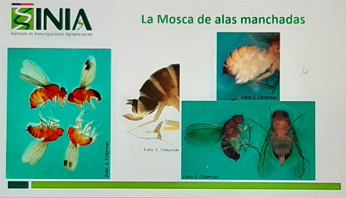 ECisternas9's tweet photo. Estuvimos la semana pasada en en I Congreso Latinoamericano de Berries en Chillán presentando una ponencia sobre la actividad estacional de Drosophila Suzukii en frambuesa-mora y frutilla bajo producción orgánica en la región de Valparaíso. https://t.co/V8bZtGDxBr