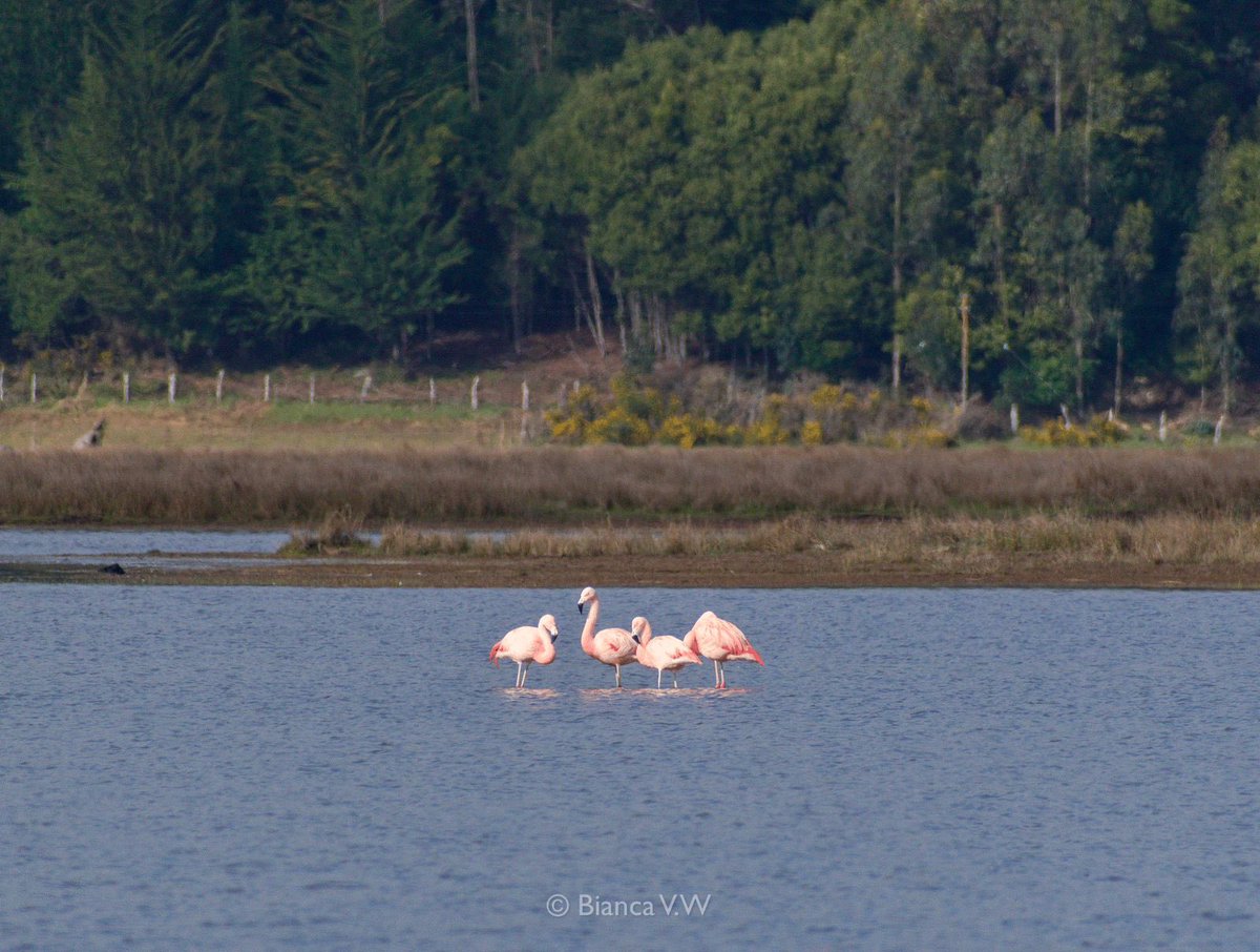 Por segunda vez nos visitaron 🦩🦩.
.
.
#aves #lagobudi #avesdechile 🫶🏾.