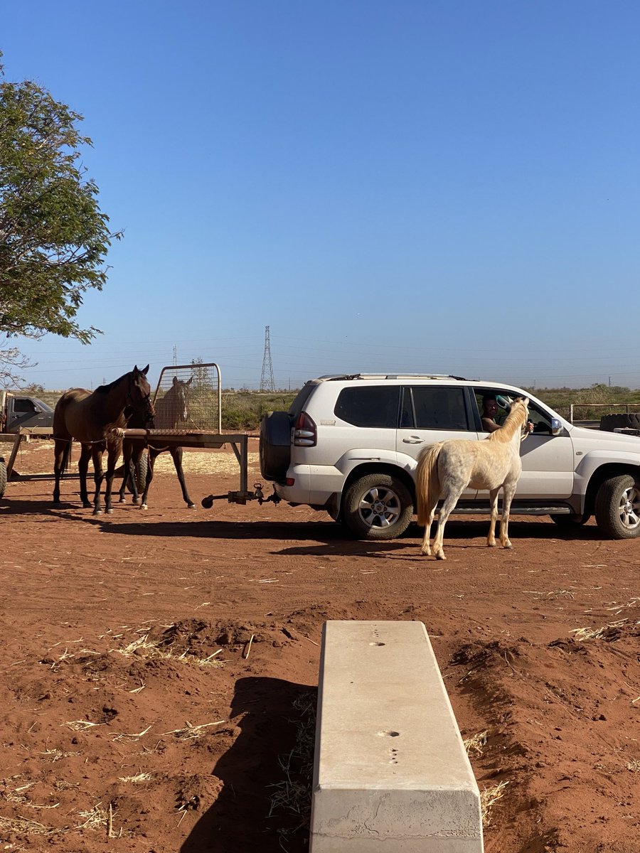 Training Pilbara style #ellafella