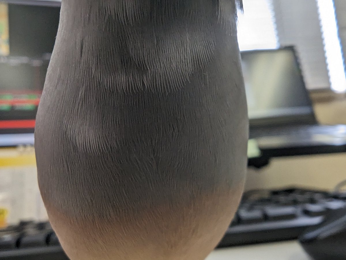 次長のおなか
#文鳥