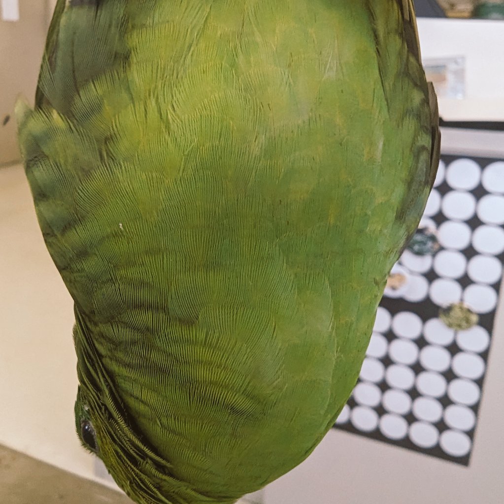 ぶら下がりが得意な部長
#サザナミインコ